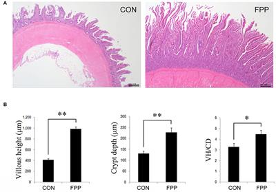 Dietary supplementation with fermented plant product modulates production performance, egg quality, intestinal mucosal barrier, and cecal microbiota in laying hens